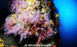 Red Gold by Salvatore Ianniello 